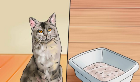 猫尿味怎么去除
