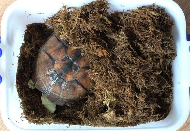 乌龟冬眠怎么养