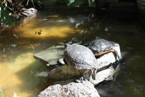乌龟的寿命有多长