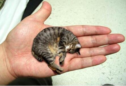 世界上最小的猫