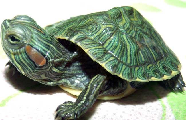 巴西龟可以吃吗