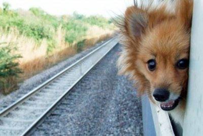 宠物能带上火车吗