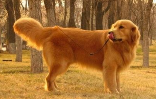 金毛犬属于大型犬吗