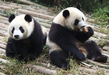 大熊猫的生活习性