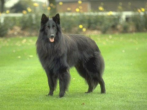 比利时黑色牧羊犬