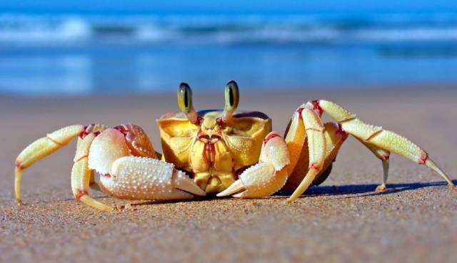 螃蟹吃什么？ 横霸海洋的一方