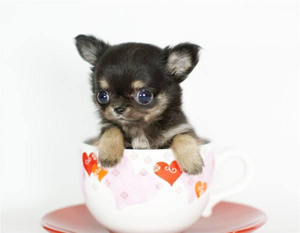 茶杯犬吃什么