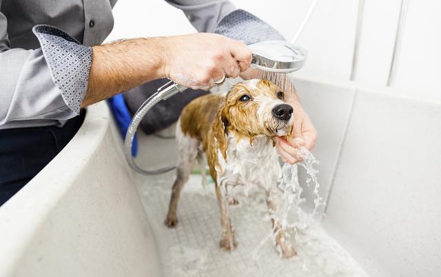 一个月的小狗能洗澡吗
