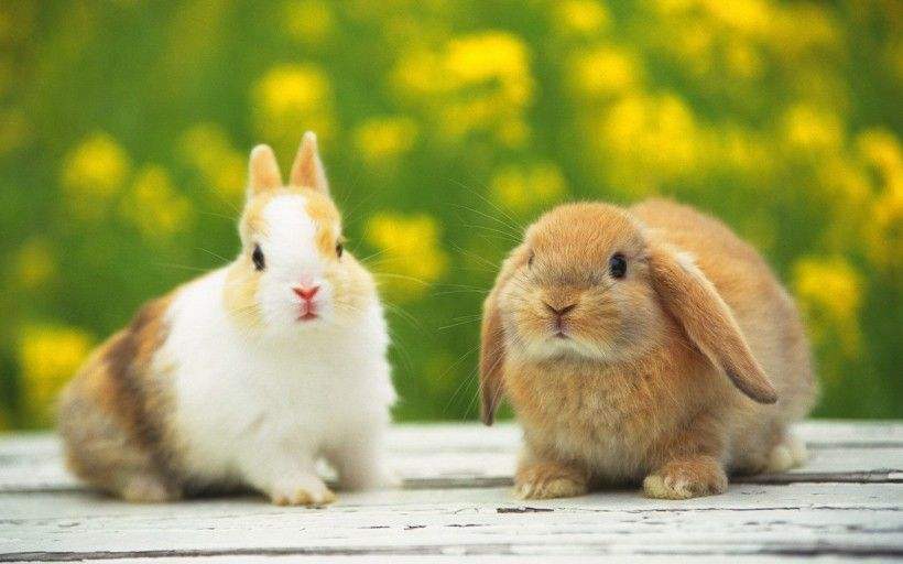 兔子会认主人吗