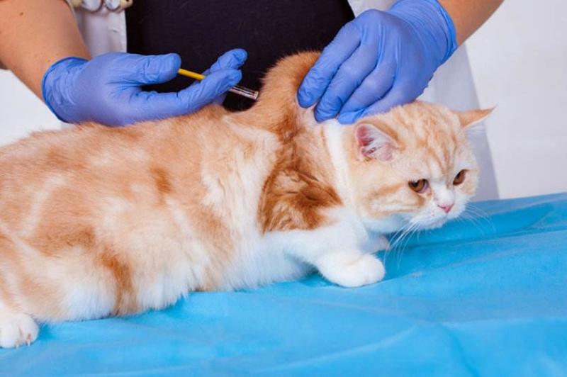 猫打疫苗注意事项