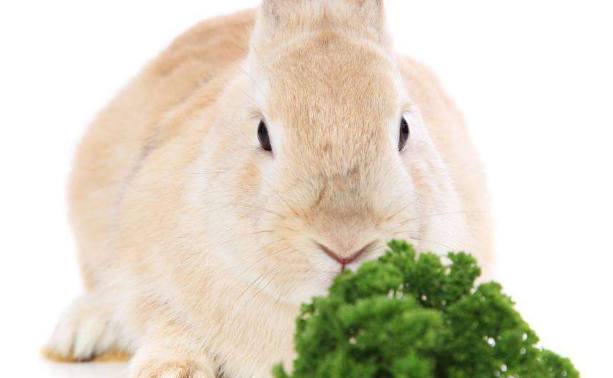 兔子吃什么，兔子最爱的食物排行