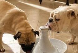 狗狗不喝水怎么办