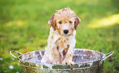 狗狗多大可以洗澡