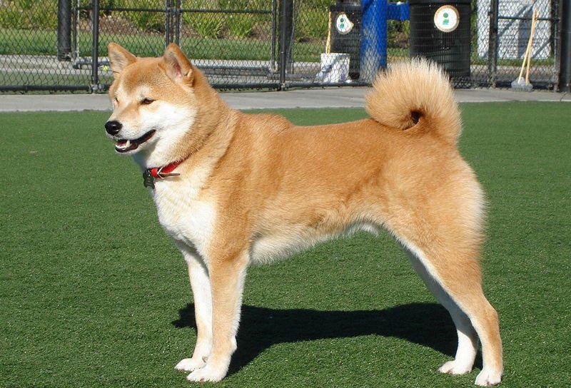 秋田犬有几种颜色