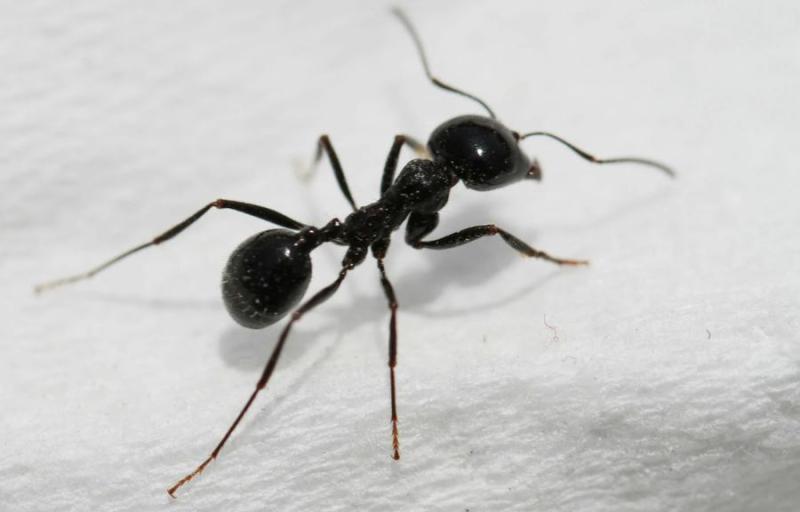 蚂蚁喜欢吃什么