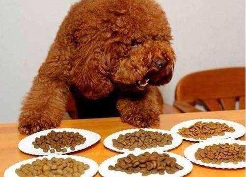 泰迪狗吃什么