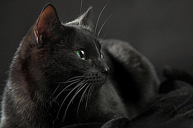 黑色的猫是什么品种