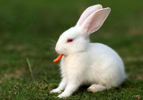 兔子打喷嚏是怎么回事