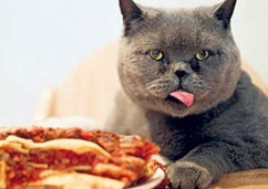 猫咪不吃东西怎么办