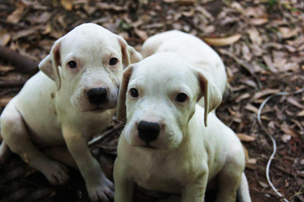 广东狗场出售杜高犬包品质广州杜高犬多少钱一只 - 狗市场
