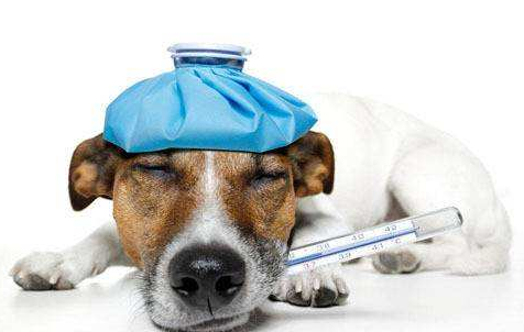 狗感冒吃什么药