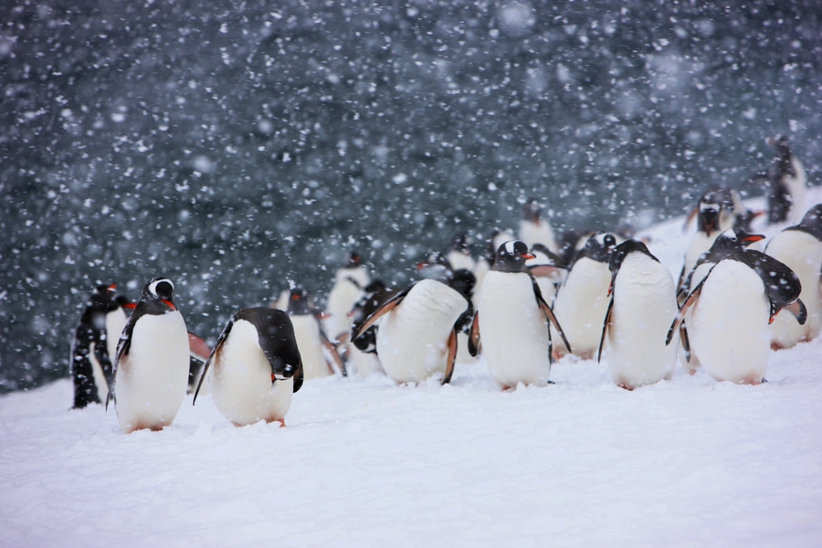 企鹅一般在几月份产卵?  真是别致的旅行!