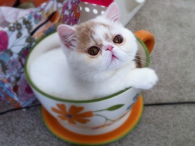 茶杯猫多少钱一只?图片
