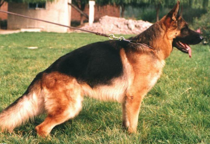 德国牧羊犬是大型犬吗