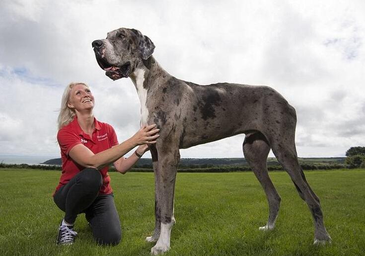 世界最大的狗