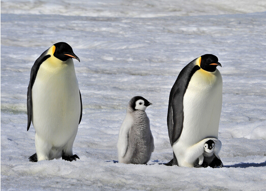 企鹅一般在几月份产卵