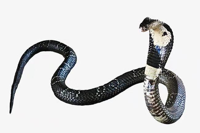 蛇是脊椎动物吗