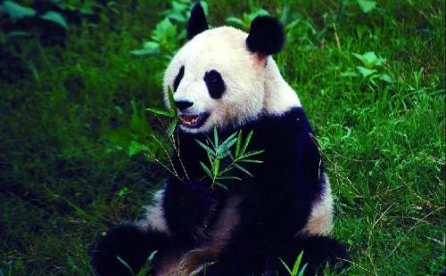 熊猫的特点和爱好，有哪点是你最喜欢的呢