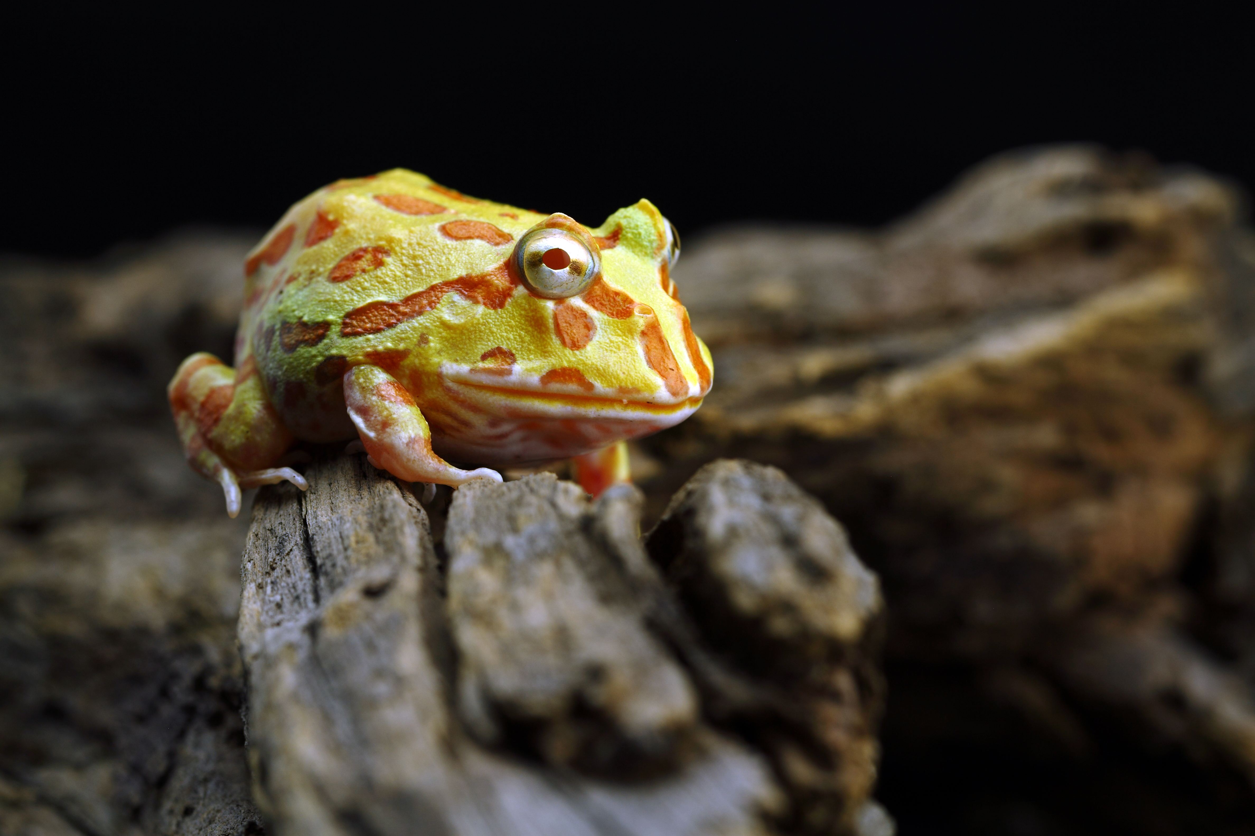 黄岗臭蛙-中国两栖动物及分布-图片