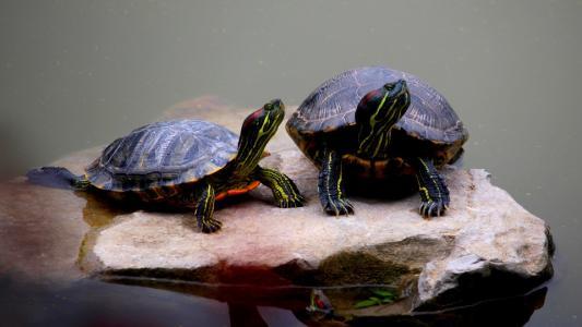 乌龟不吃东西能活多久